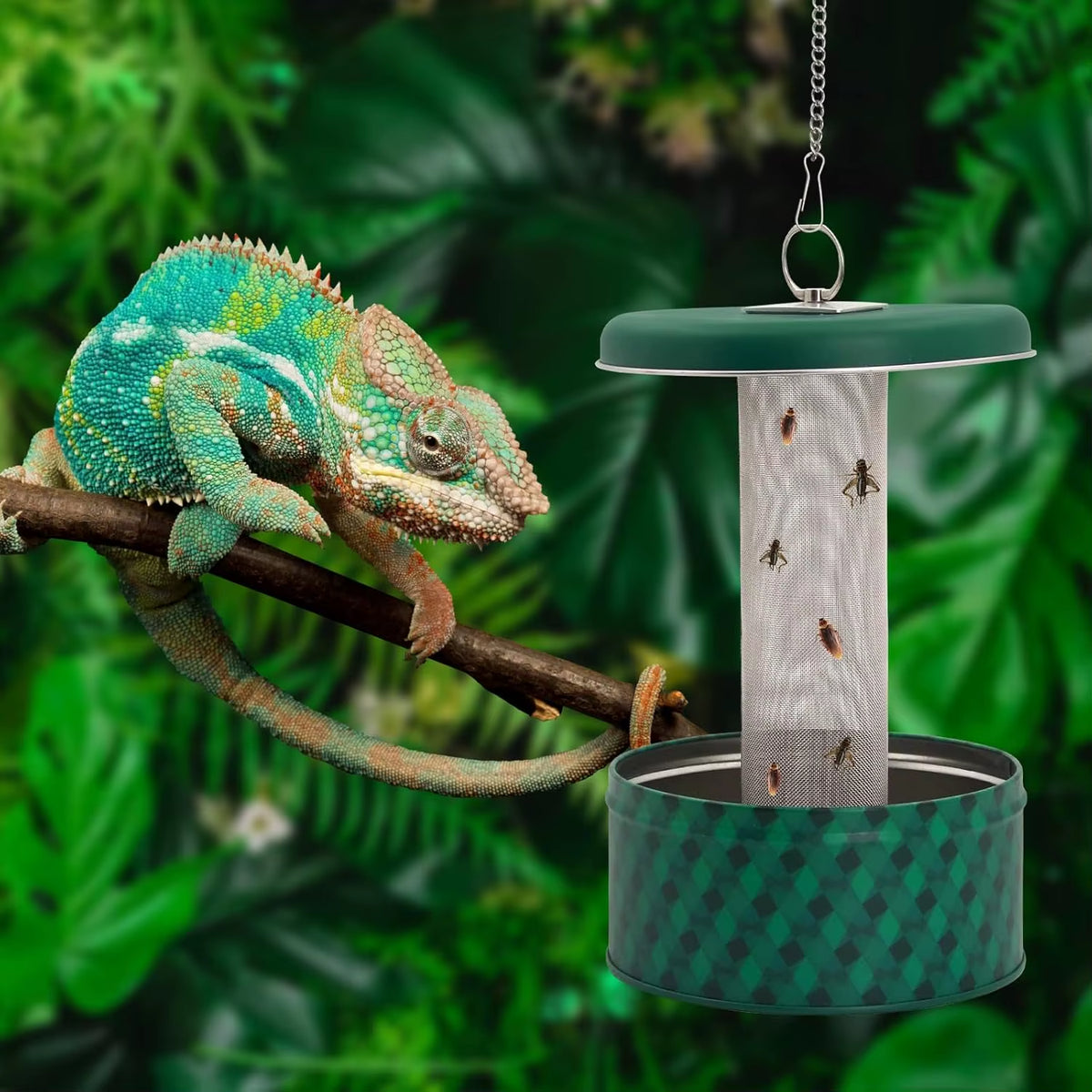 Hanging Reptile Bug Bowl Feeder for Chameleons and Bearded Dragons – image 6
