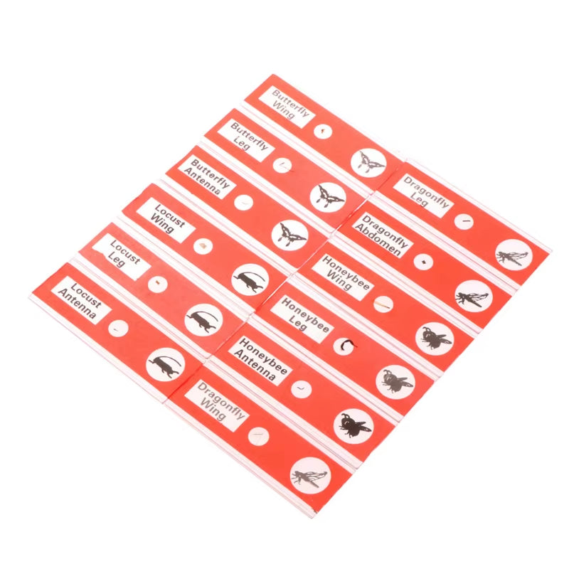48 Piece Prepared Microscope Slides Set Plant Insect Animal – image 7