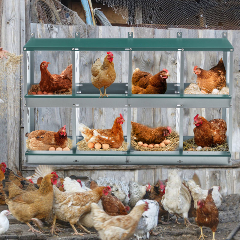 8 Compartment Galvanized Chicken Nesting Box with Egg Roll Out – image 2