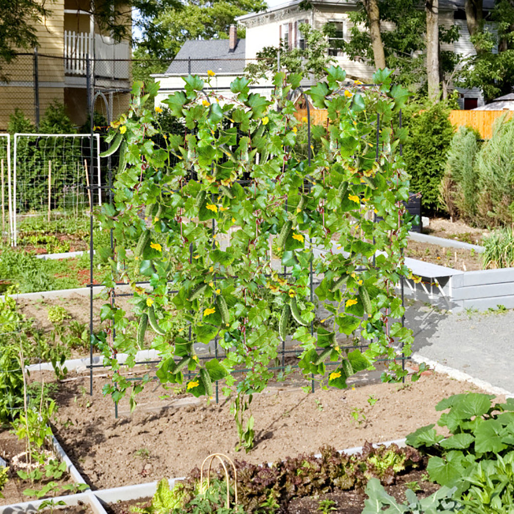 U-Shaped Arched Garden Trellis 71 x 71 in for Climbing Plants – image 10