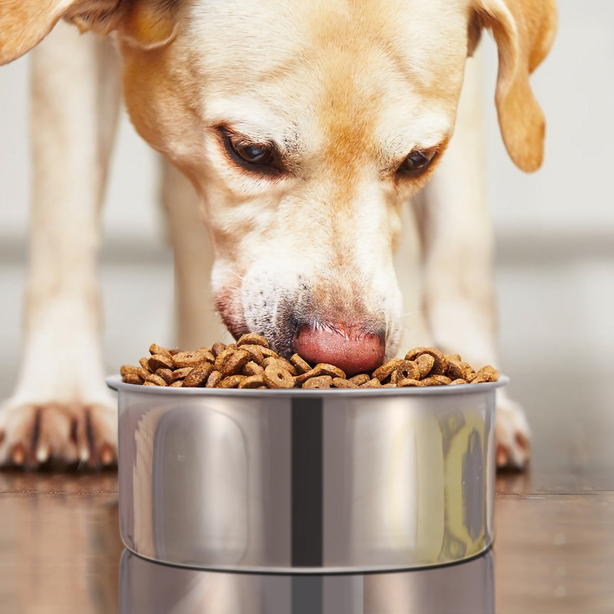 Dog Bowl for Crates, Stainless Steel Hanging Bowl with Clamp, M – image 11